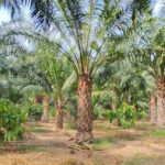 Palm Oil ki Kheti : पाम ऑयल की खेती से 35 साल तक आय अर्जित किया जा सकता – पढ़े पूरी रिपोर्ट