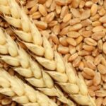 Bihar News: गेहूं खरीद का लक्ष्य बढ़ा, अब 1 लाख 80 हजार मीट्रिक टन होगी खरीददारी